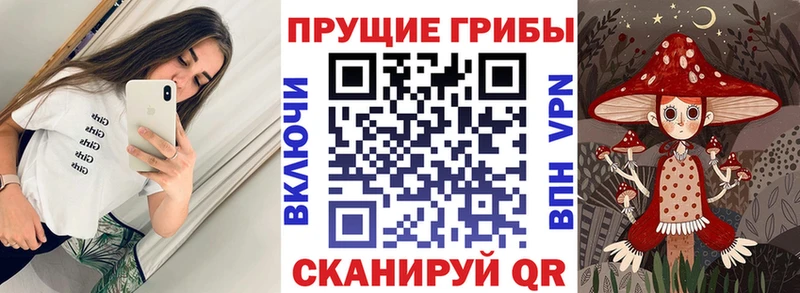 Галлюциногенные грибы прущие грибы  Новая Ладога 